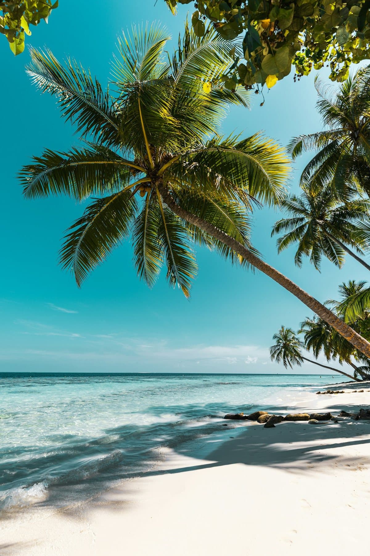 Palm trees on a white sand beach
